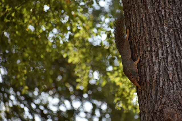 其间击败了 其间击败了