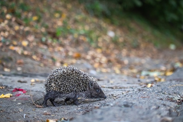 这样的背景 这样的背景